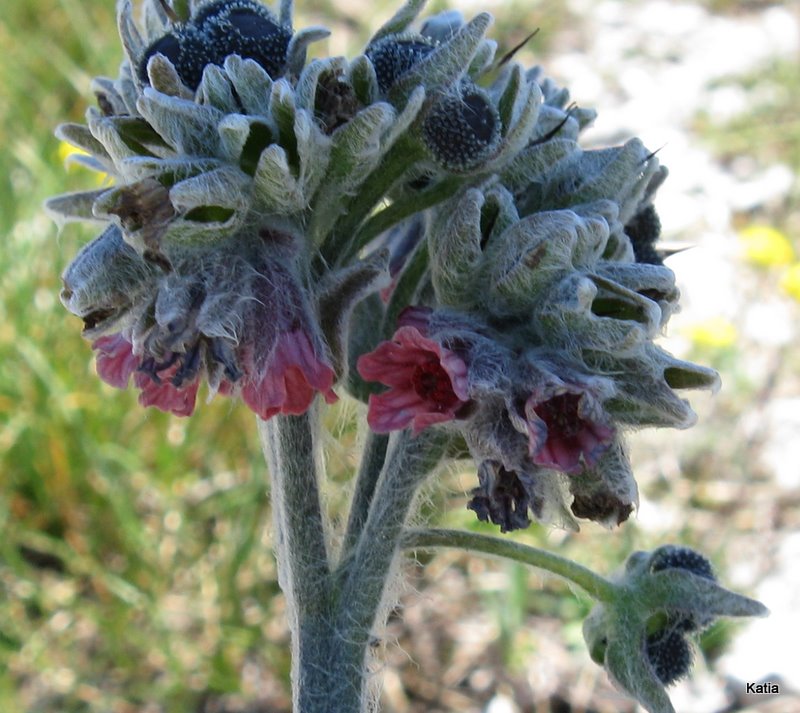 Cynoglossum magellense / Lingua di cane della Majella