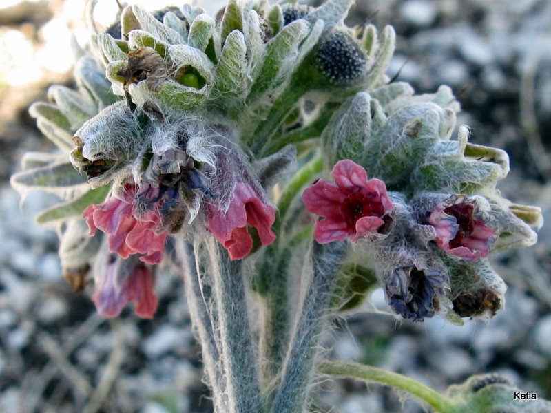 Cynoglossum magellense / Lingua di cane della Majella