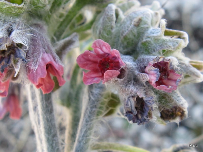 Cynoglossum magellense / Lingua di cane della Majella