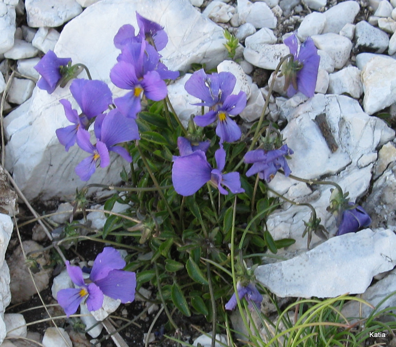 Viola eugeniae e Viola magellense?