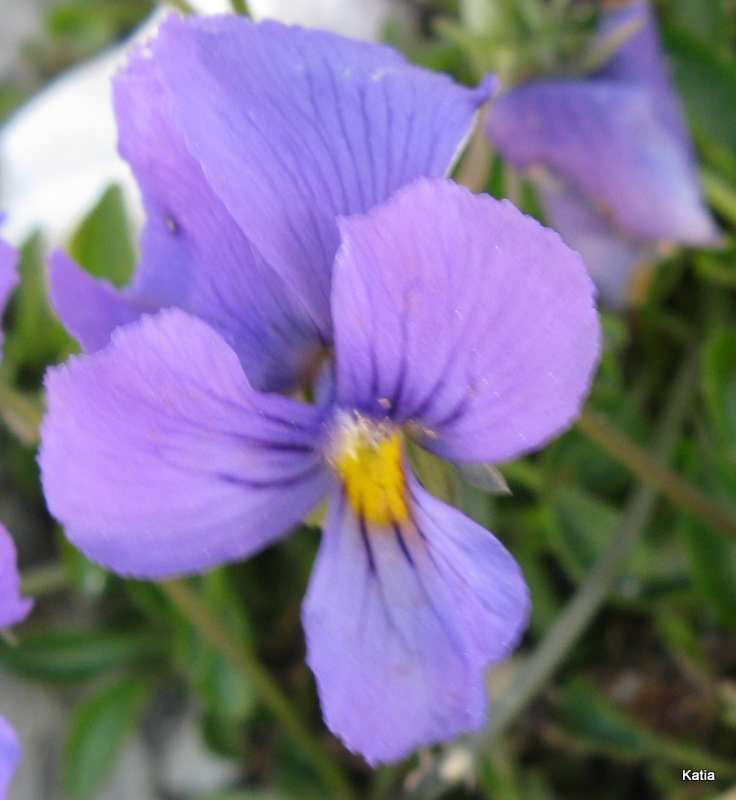 Viola eugeniae e Viola magellense?