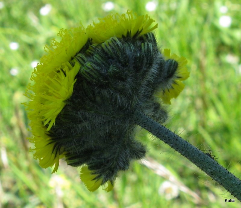 Aiuto per determinazione Hieracium