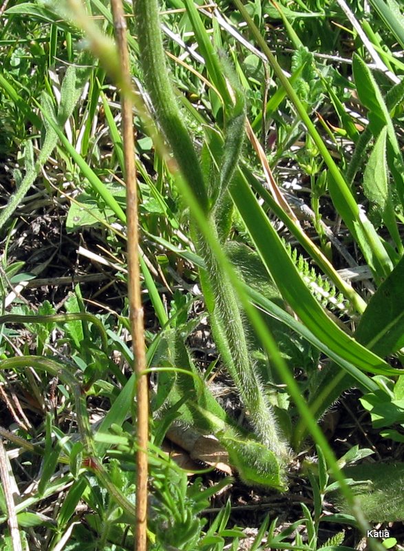 Aiuto per determinazione Hieracium