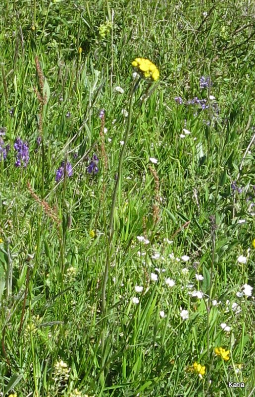Aiuto per determinazione Hieracium