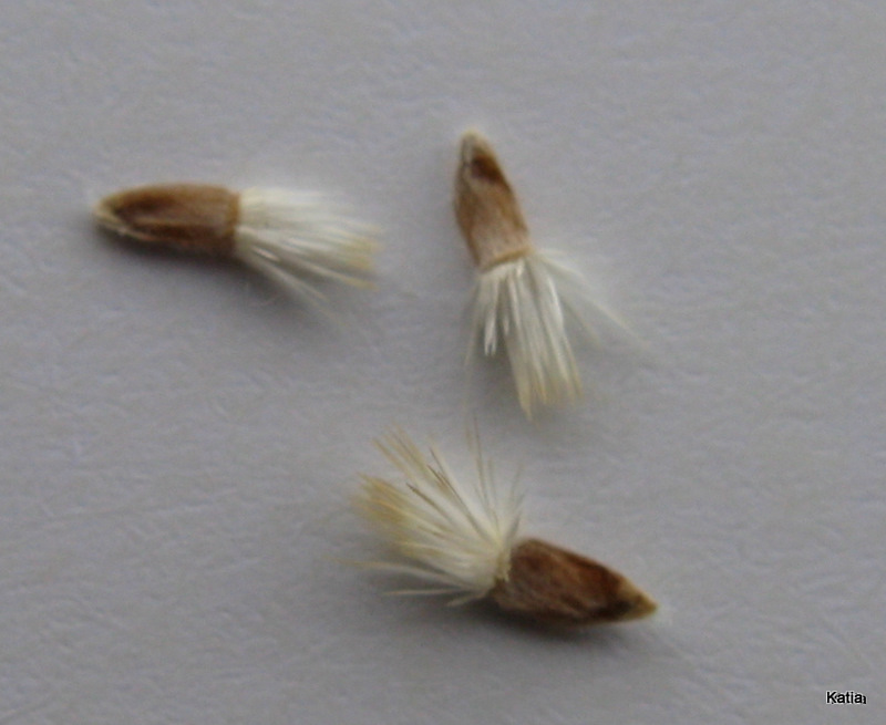 Fiordaliso - Cyanus segetum