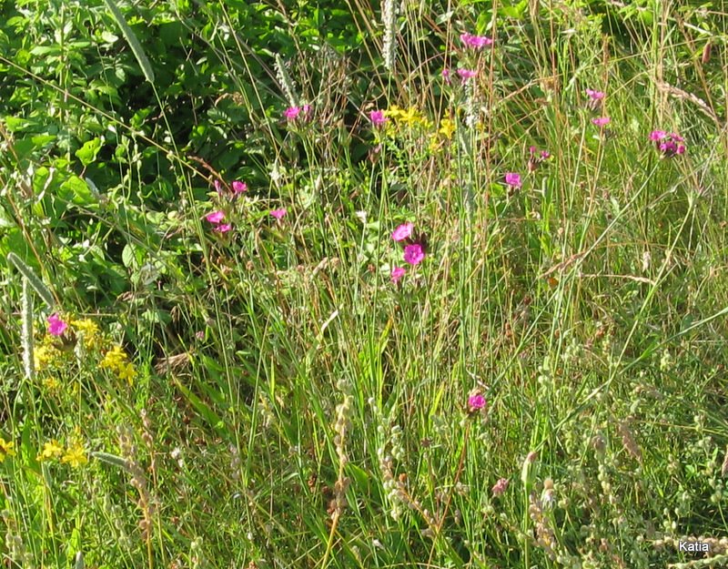 Dianthus carthusianorum?