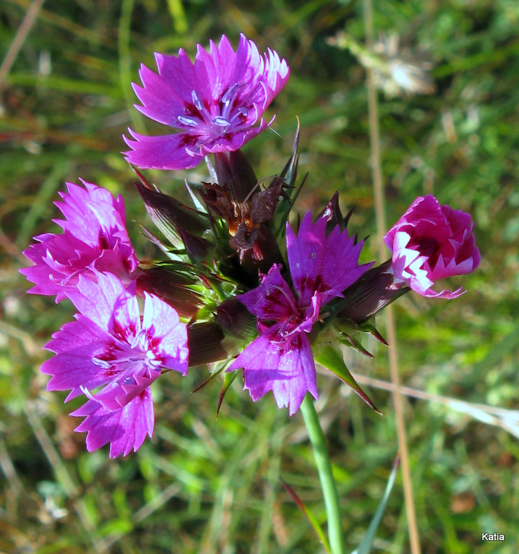 Dianthus carthusianorum?