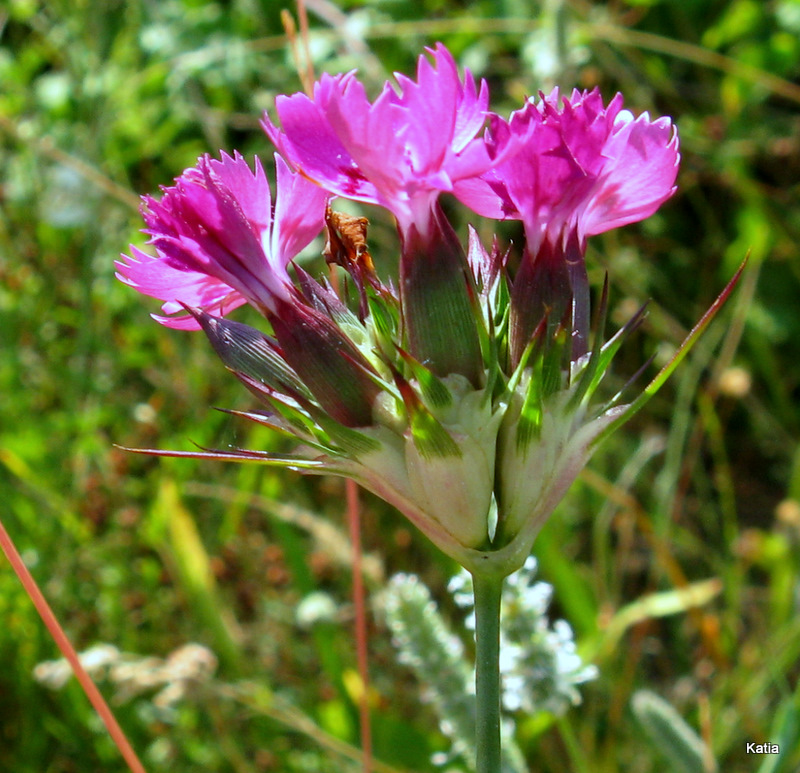 Dianthus carthusianorum?