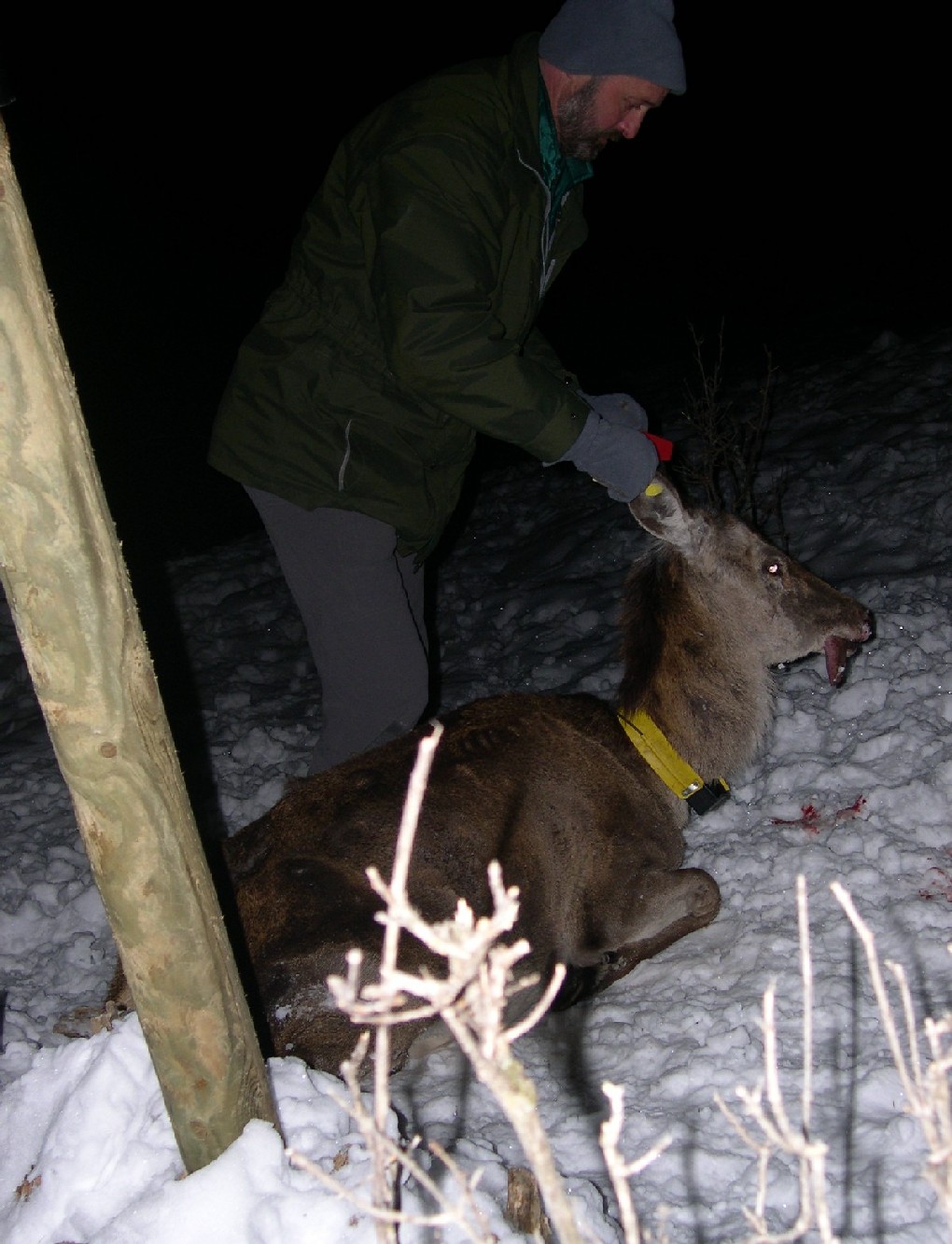 PASSIONE PER IL CERVO