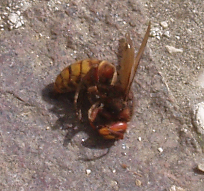 Vespe enormi in casa! (Vespa crabro)