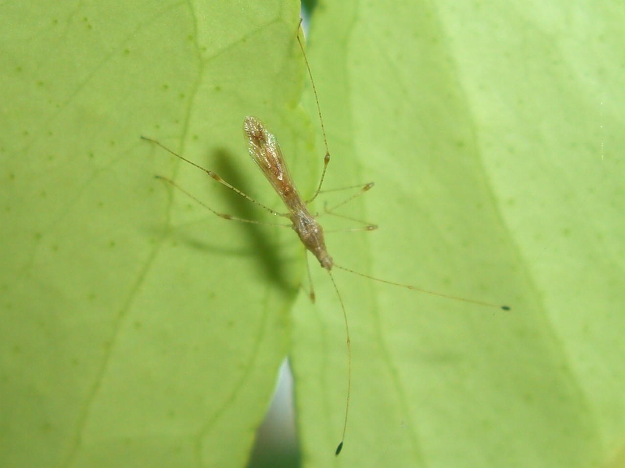 Metacanthus meridionalis?