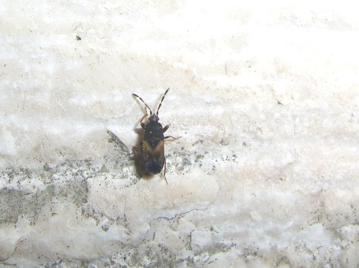 Anthocoridae?