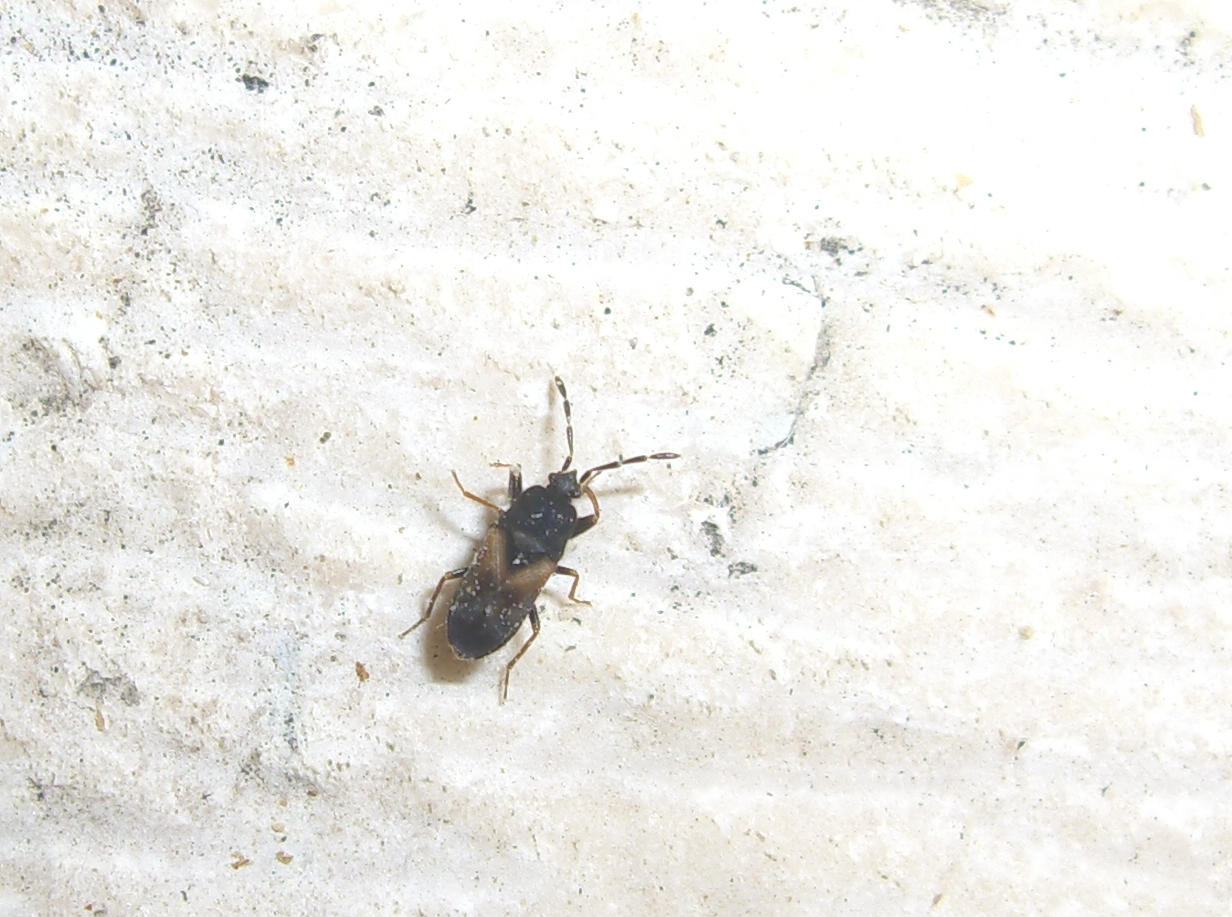 Anthocoridae?