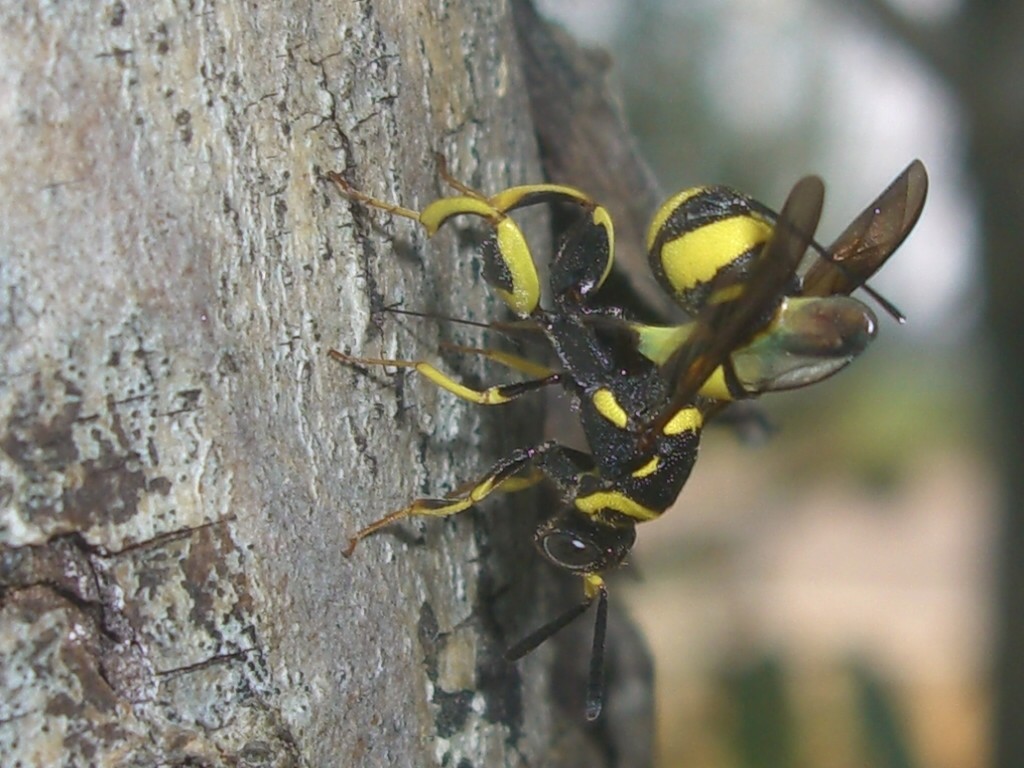 Leucospis cfr gigas in deposizione