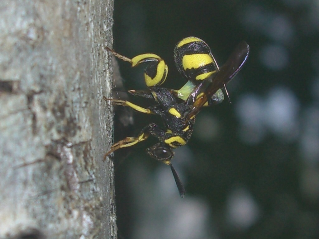 Leucospis cfr gigas in deposizione