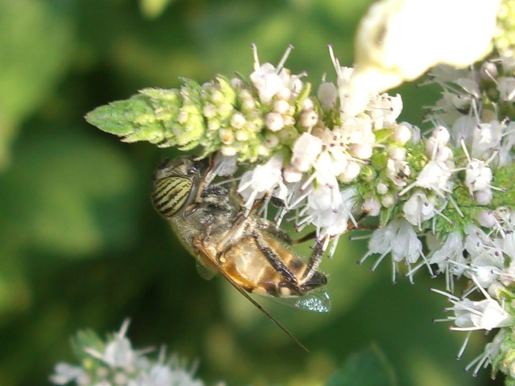 Eristalinus taeniops F (Syrphidae)