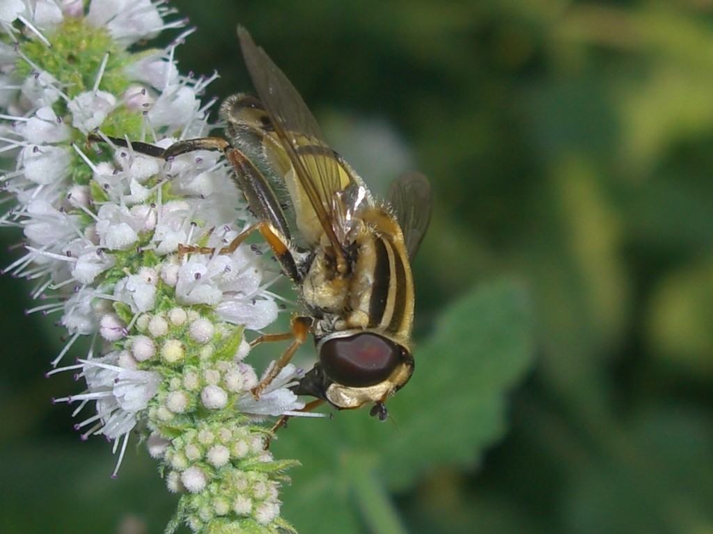 Helophilus trivittatus F (Syrphidae)