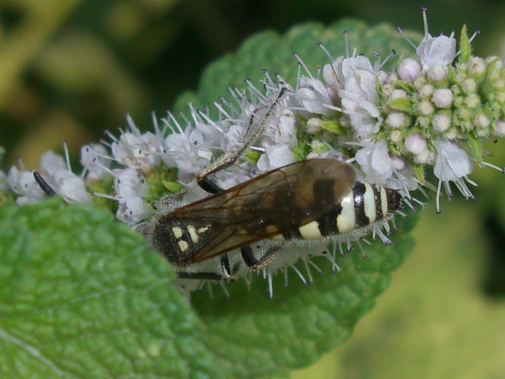 Colpa sexmaculata maschio (Scoliidae)
