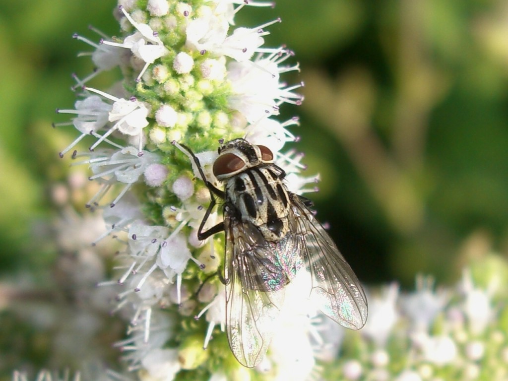 Graphomyia maculata F (Muscidae)