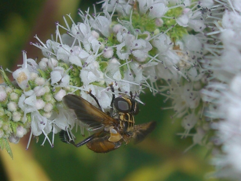 Trichopoda pictipennis (Tachinidae)