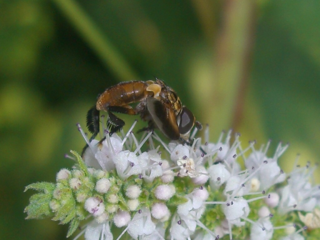 Trichopoda pictipennis (Tachinidae)