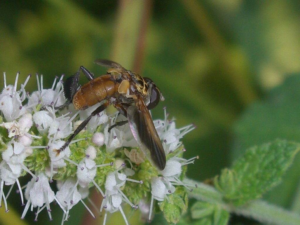 Trichopoda pictipennis (Tachinidae)