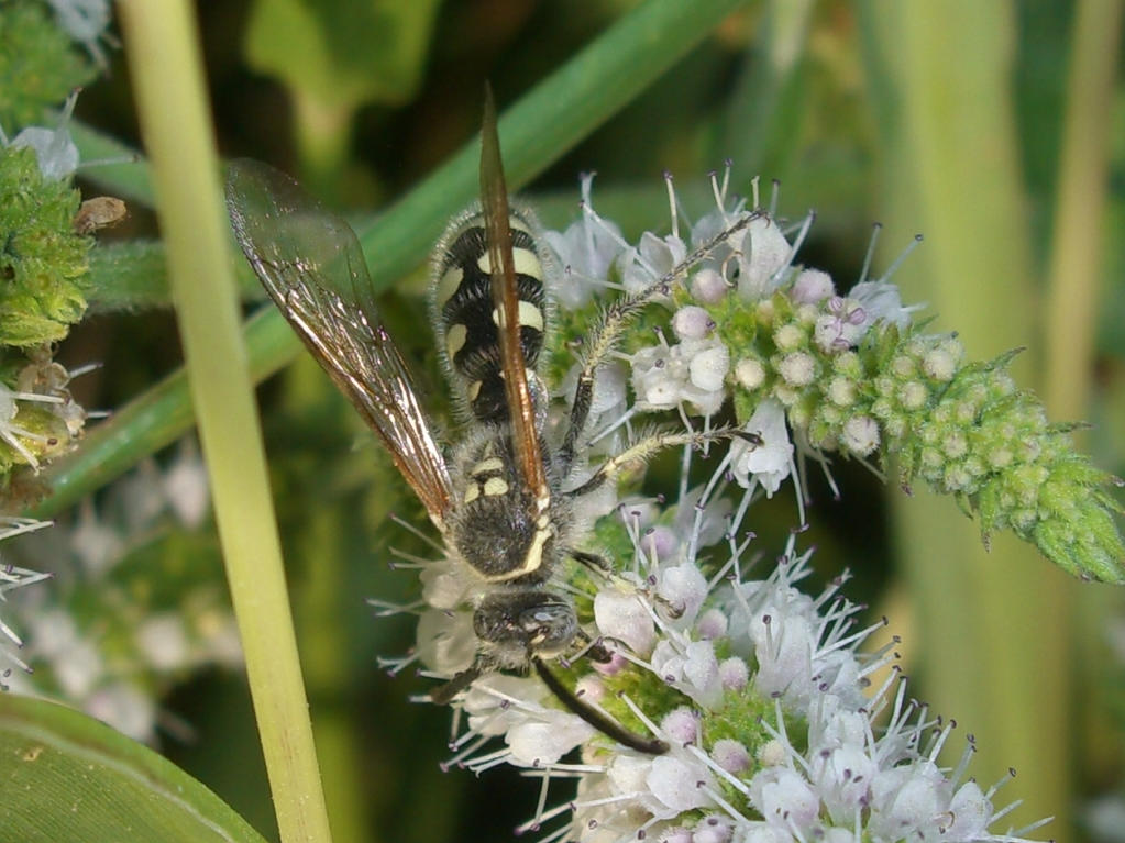 Colpa sexmaculata maschio (Scoliidae)