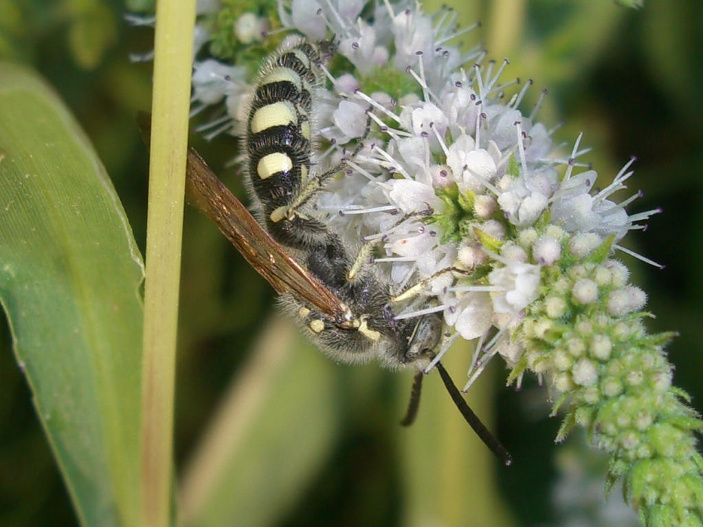 Colpa sexmaculata maschio (Scoliidae)