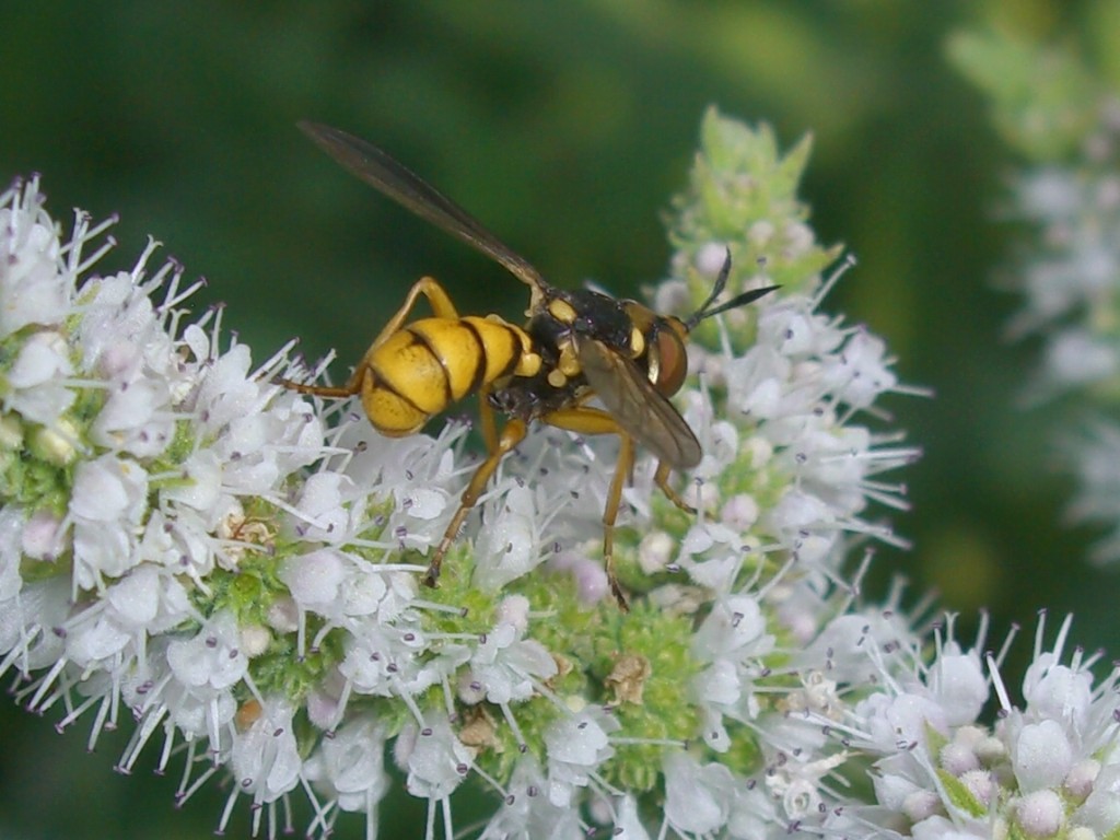 Conops silaceus (Conopidae)