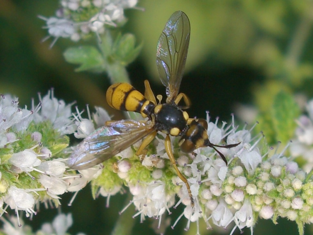 Conops silaceus (Conopidae)