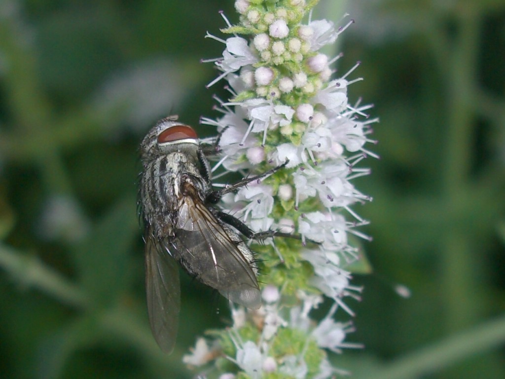 Sacrophagidae?