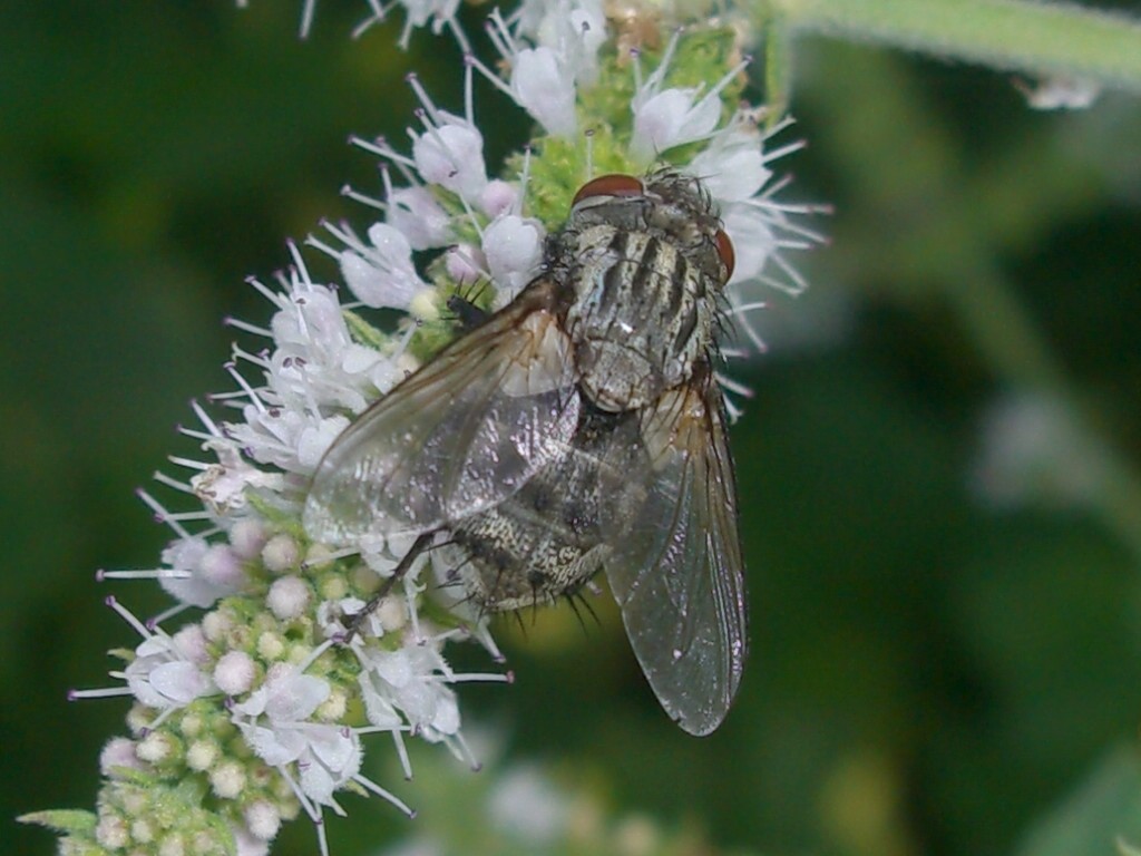 Sacrophagidae?