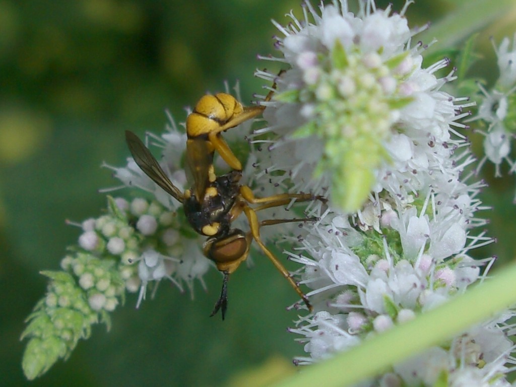 Conops silaceus (Conopidae)