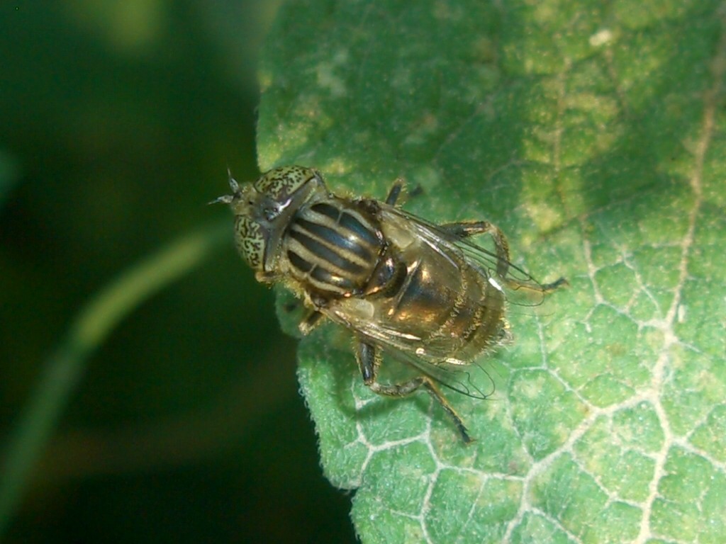 Eristalinus sp. F, possibile aeneus (Syrphidae)