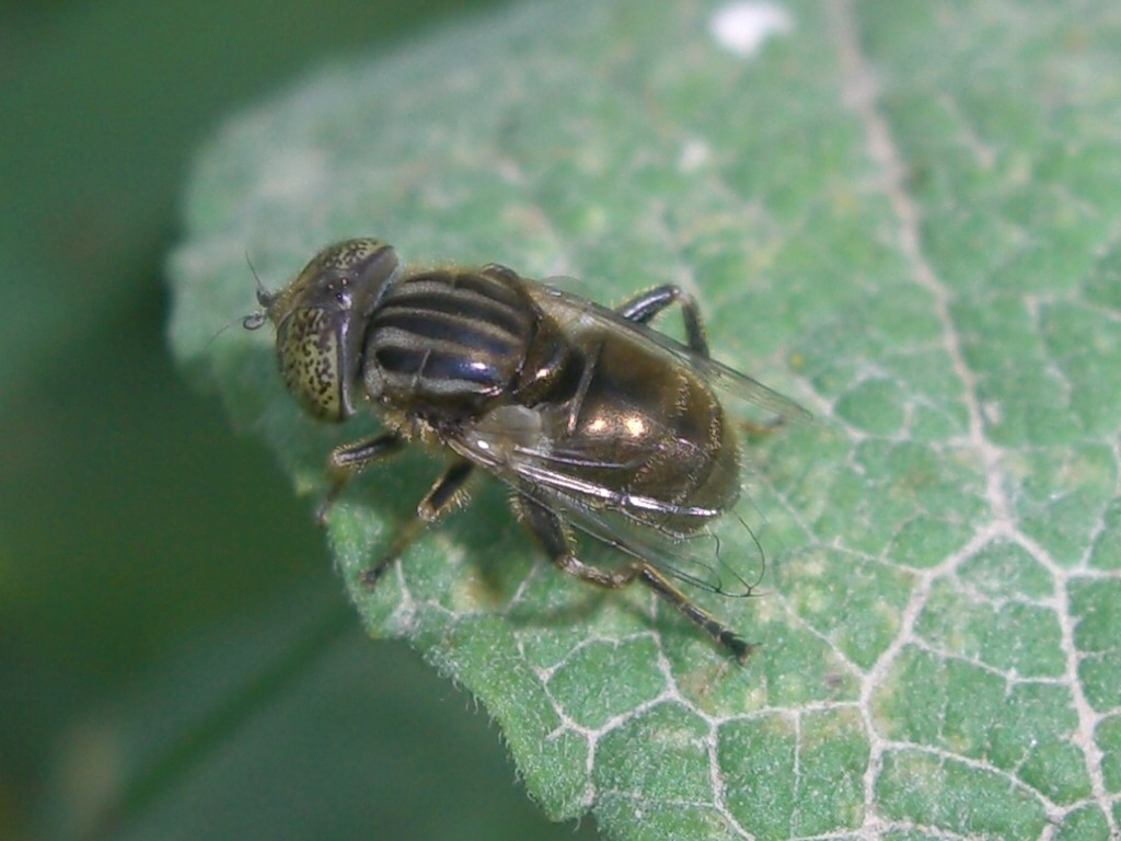 Eristalinus sp. F, possibile aeneus (Syrphidae)