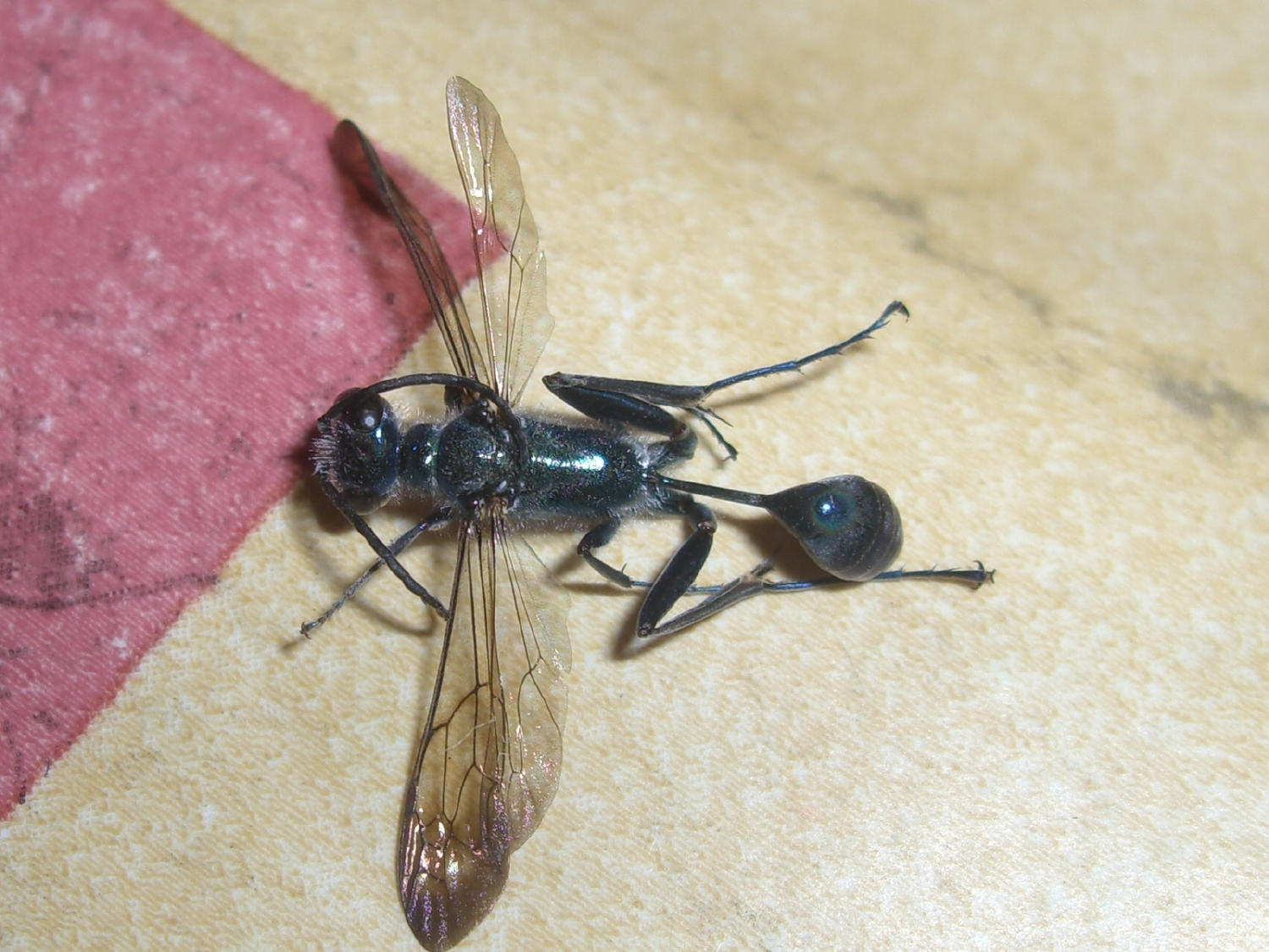 Chalybion  cf. bengalense, (Sphecidae)