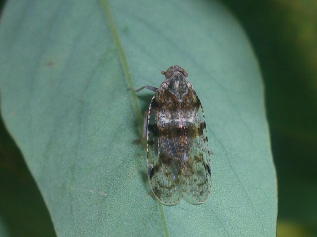 Cixiidae - Cixius sp.