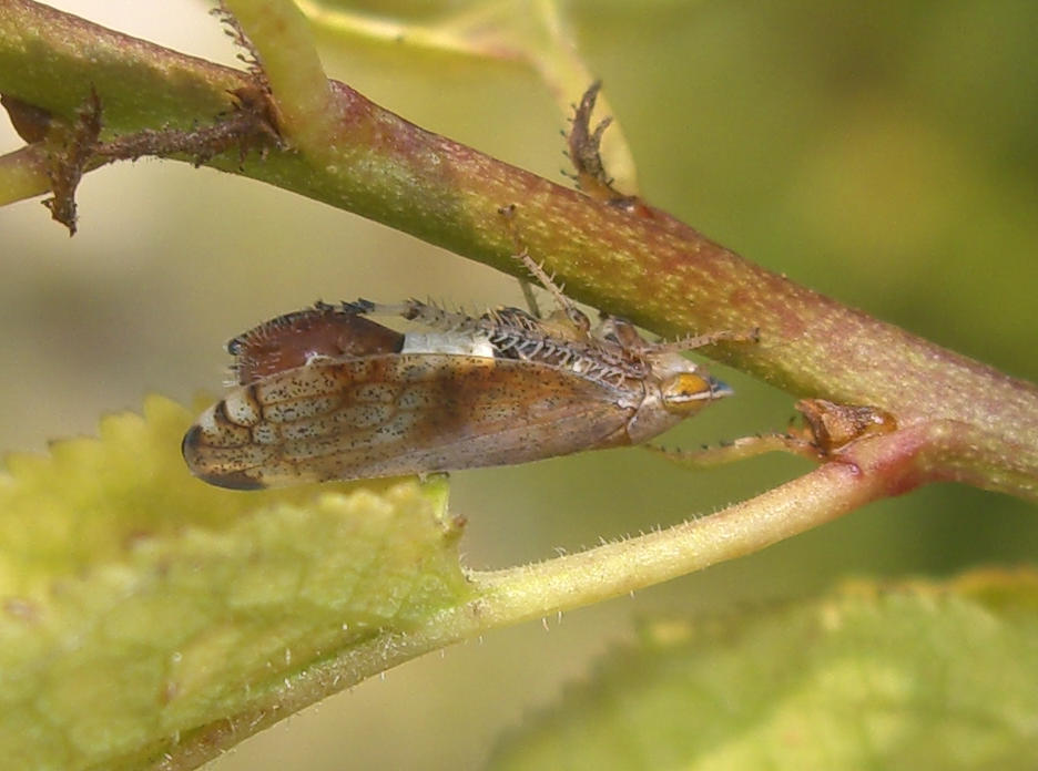 Fieberiella florii