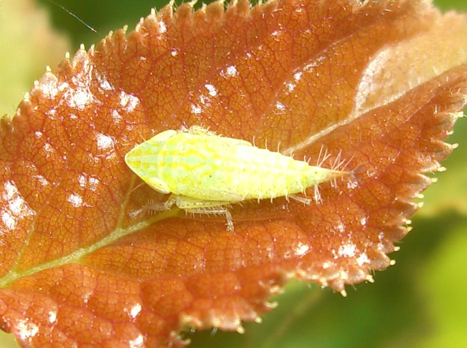 Fieberiella florii