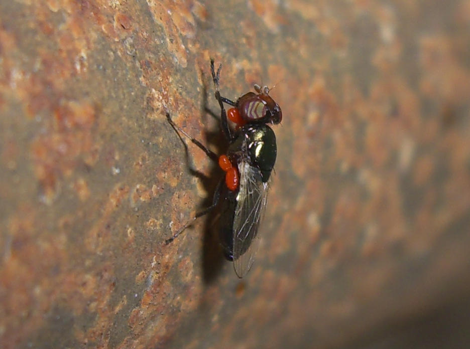 Physiphora alceae (Ulididae)