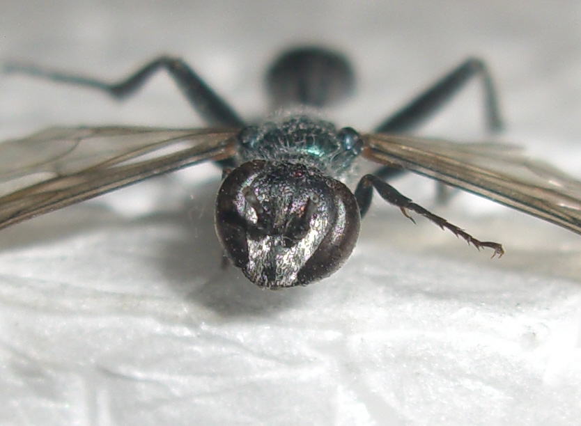 Chalybion  cf. bengalense, (Sphecidae)