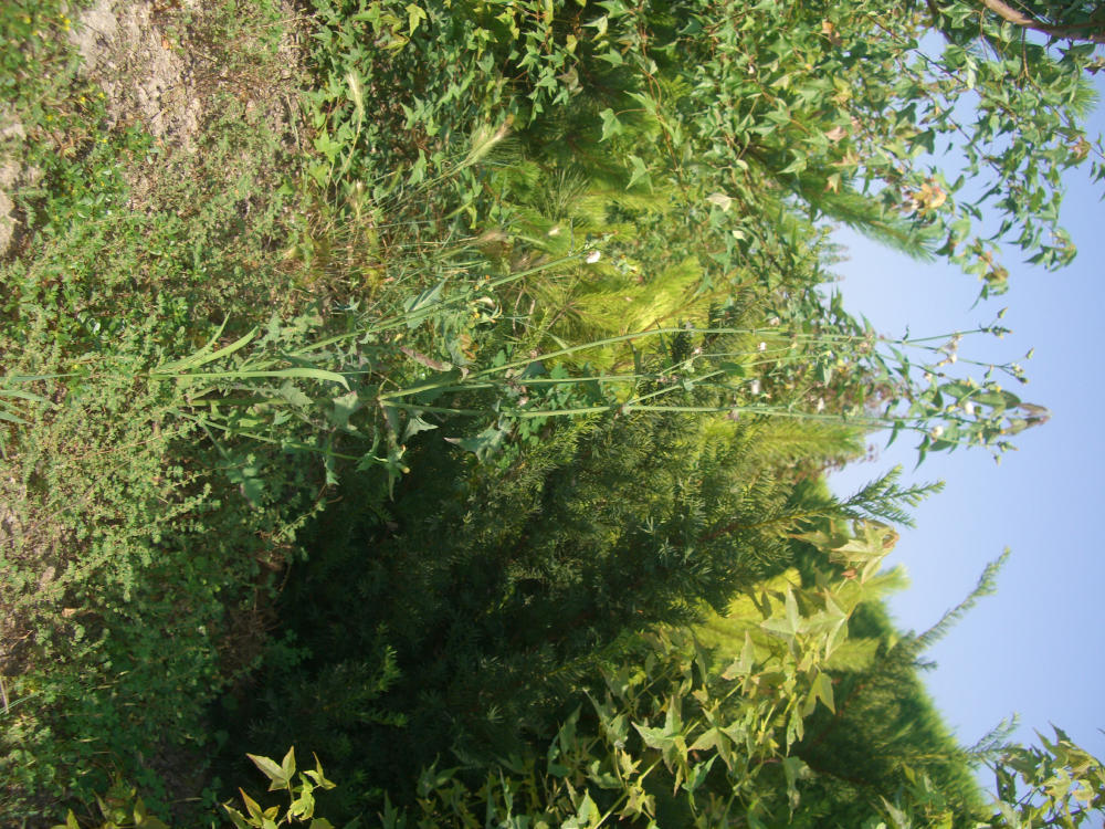 issidae: forse ninfa di Acanalonia? Sì