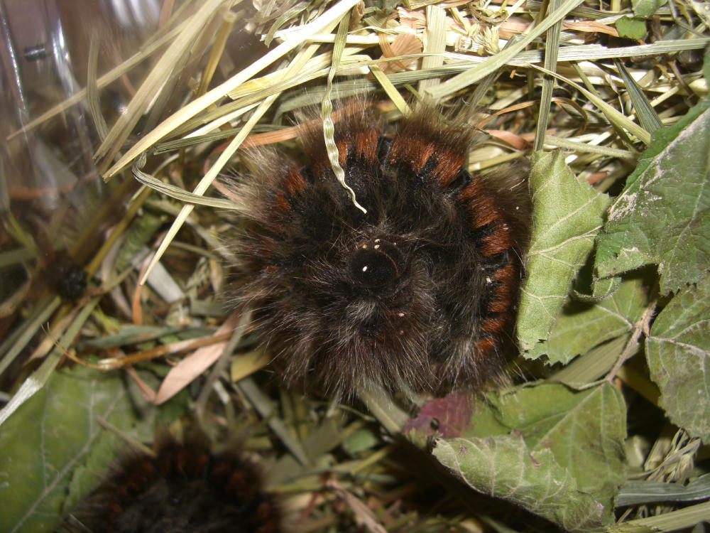 Larva e pupa di Macrothylacia rubi