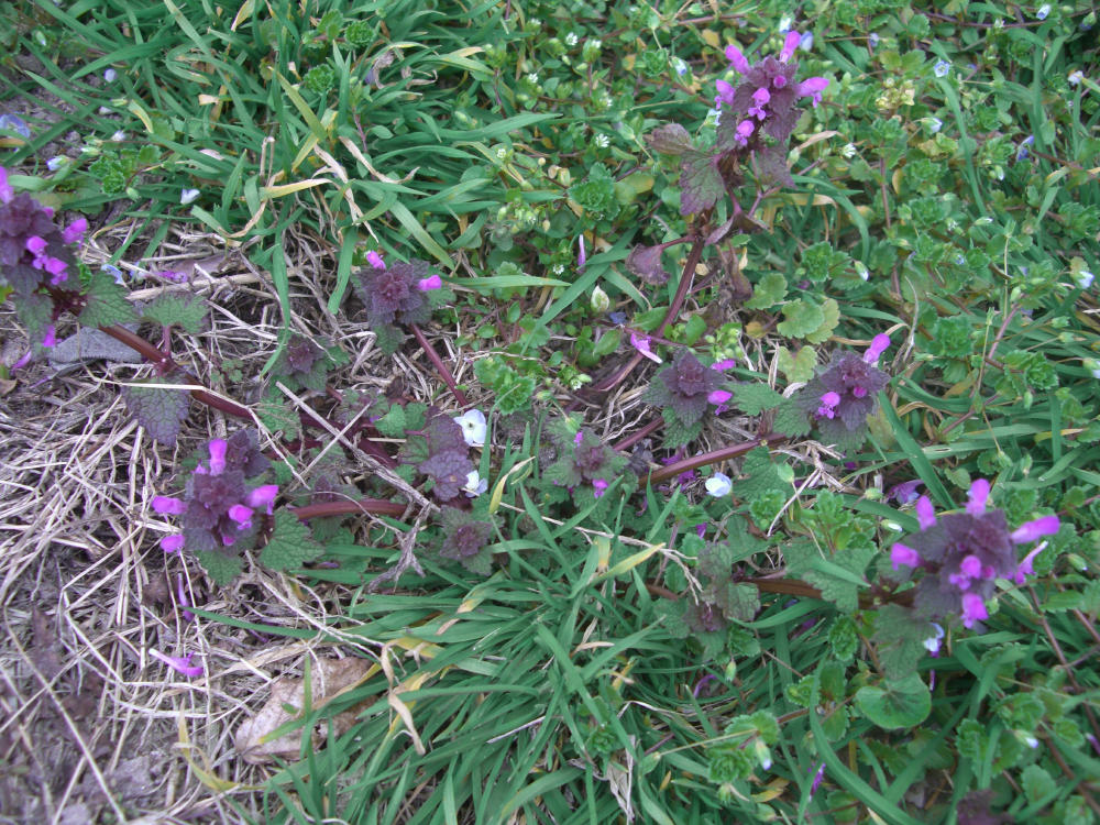 Lamium purpureum (determinata con chiave Dryades)