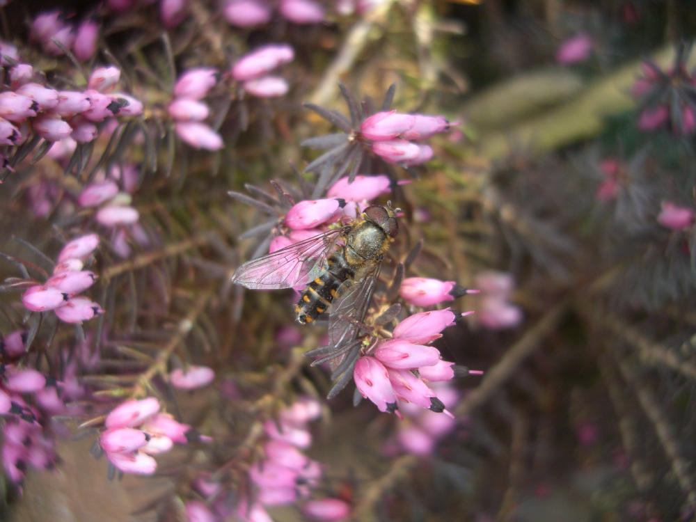 Episyrphus balteatus (forma melanica)