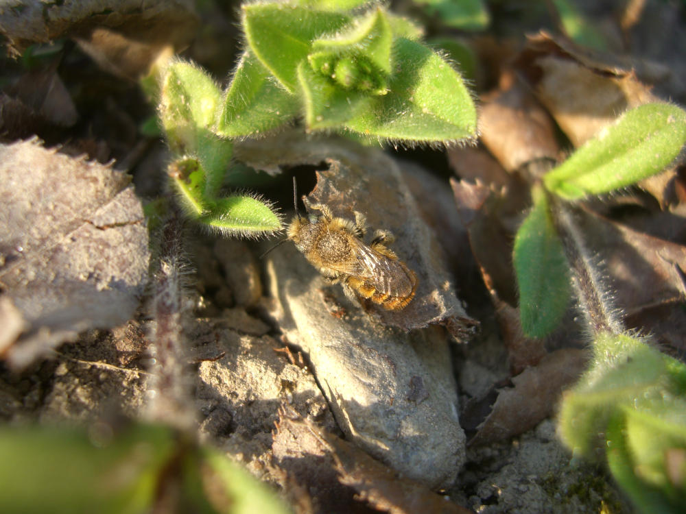 Osmia sp.