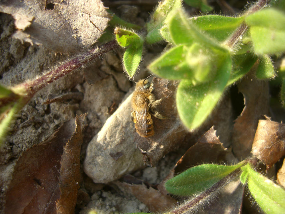 Osmia sp.