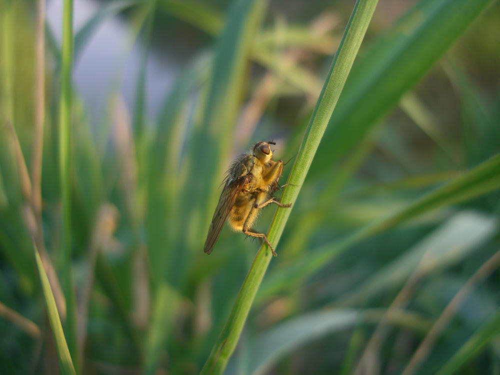 Scathophaga stercoraria (Scathophagidae).