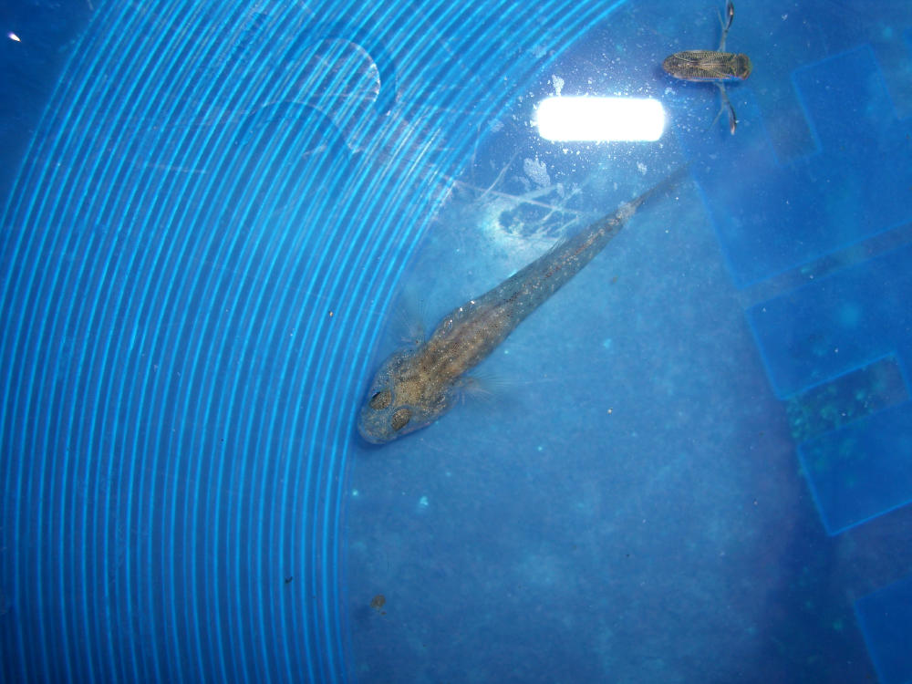????? [Knipowitschia punctatissima]
