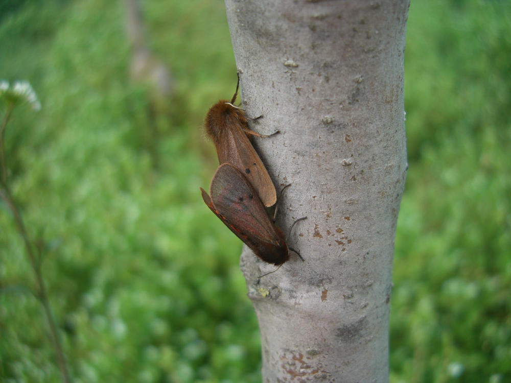 da identificare - Coppia di Phragmatobia fuliginosa